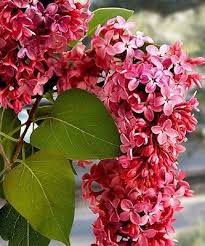 Red Lilac Seeds Tree Fragrant Hardy Perennial Flower Shrub Garden Plant Tree