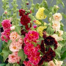 Mix Hollyhock Flower seeds for Planting - Cut Flower Favorite, Heirloom & GMO Free Seeds for Home Garden