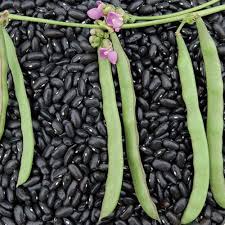 Black Turtle Bean Seeds for Planting  Premium Vegetable Seeds
