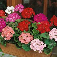 Mixed Pelargonium Flower Seeds for Planting