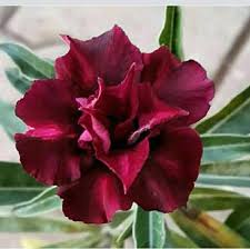 Maroon Adenium Flower seeds for Planting - Garden Favorite, Heirloom & GMO Free Seeds for Home Garden