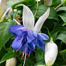Deep Blue Fuchsia Flower Seeds for Planting – Heirloom NonGMO Organic Garden Seeds – Garden Favorite High Germination
 
 Sale