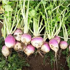 Purple White Rutabaga Seeds for Planting, Vegetable Seeds