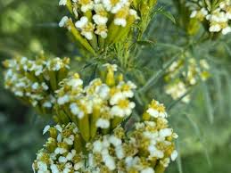 Yellow Tagetes Minuta Flower seeds for Planting - Drought Tolerant, Heirloom & GMO Free Seeds for Home Garden