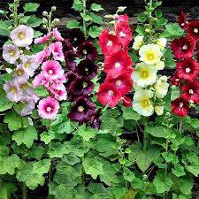 Mix Hollyhock Flower seeds for Planting - Cut Flower Favorite, Heirloom & GMO Free Seeds for Home Garden