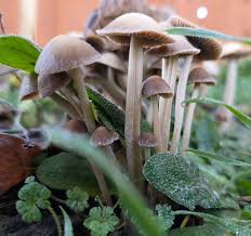 Mushroom Seeds for Vegetable Gardens