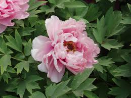 Pink Paeonia Flower seeds for Planting - Vibrant Colors, Heirloom & GMO Free Seeds for Home Garden