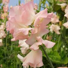 Baby Pink Sweet Pea Flower Seeds for Planting – Heirloom NonGMO Organic Garden Seeds – Vibrant Blooms High Germination
 
 Sale
