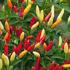 Tabasco Hot Pepper Vegetable Seeds  Perfect for Gardening & Planting