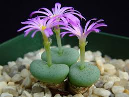 Green Conophytum Ratum Flower seeds for Planting - Garden Favorite, Heirloom & GMO Free Seeds for Home Garden