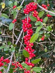 Red Ilex Vomitoria Yaupon Holly Tree Seeds for Planting  Perennial Garden Essential