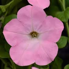 Baby Pink Petunia Hybrida Flower seeds for Planting - Garden Favorite, Heirloom & GMO Free Seeds for Home Garden