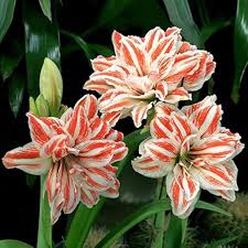 White Orange Amaryllis Seeds for Planting - Vibrant Flower Seeds for Your Garden