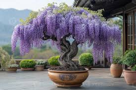 Purple Wisteria Bonsai Seeds for Planting  Elegant Perennial Blooms