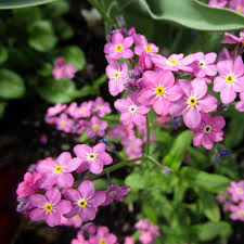 Pink Myosotis Flower seeds for Planting - Pollinator Friendly, Heirloom & GMO Free Seeds for Home Garden