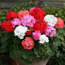 Mixed Geranium Flower Seeds for Easy Planting