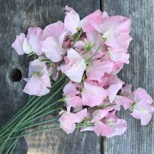 Baby Pink Sweet Pea Flower Seeds for Planting – Heirloom NonGMO Organic Garden Seeds – Vibrant Blooms High Germination
 
 Sale