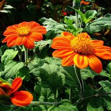 Orange Tithonia Flower Seeds for Planting | Vibrant Annual Blooms