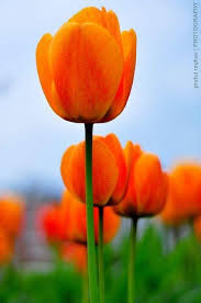 Deep Orange Tulip Flower Seeds for Planting – Heirloom NonGMO Organic Garden Seeds – Bright Blooms High Germination
 
 Sale