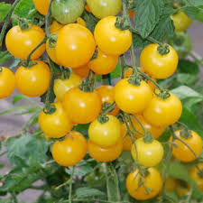 Yellow Tomato Seeds for Planting
