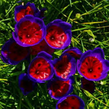 Blue Red Sparaxis Tricolor Flower Seeds for Planting