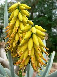 Yellow Aloe Dichotoma Flower seeds for Planting - Perfect for Borders, Heirloom & GMO Free Seeds for Home Garden