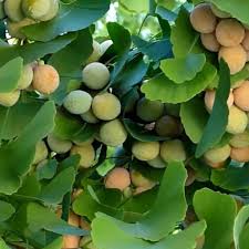 Ginkgo Seeds for Planting - Mixed Varieties