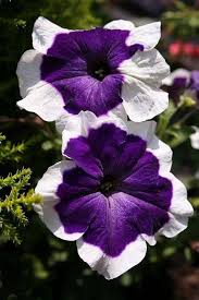 Dark Purple Magenta Petunia Seeds for Planting - Vibrant Annual Flower Seeds for Colorful Gardens