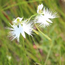 White Egret Flower Seeds for Easy Planting