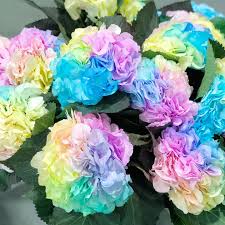 Pastel Rainbow Hydrangea Flower seeds for Planting - Long Bloom Season, Heirloom & GMO Free Seeds for Home Garden
 
 Sale for planting in home garden.