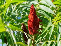 Green Staghorn Sumac Seeds - Perfect for Tree Planting