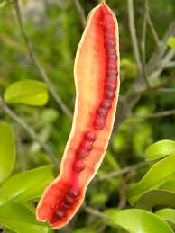 Orange Cynophallophora Seeds - Planting Fruit Seeds