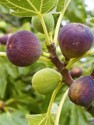 Brown Turkey Fig Seeds for Planting