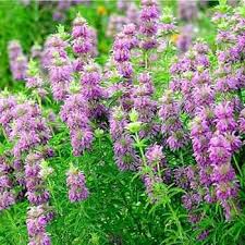 Violet Citriodora Flower Seeds  Easy Planting