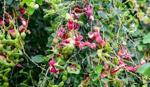 Guamuchil Tree Seeds for Easy Planting