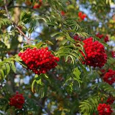 Green Sorbus Aucuparia Tree Seeds for Planting - Grow Beautiful Trees in Your Garden