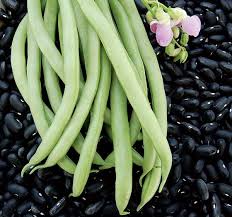 Black and White Bean Seeds for Vegetable Planting