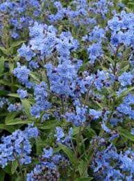 Cynoglossum Flower seeds for Planting - Hardy Variety, Heirloom & GMO Free Seeds for Home Garden