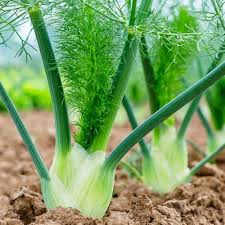 Green and White Florence Vegetable Planting Seeds
