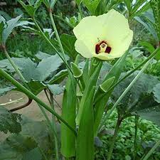 Okra Vegetable Seeds for Easy Planting