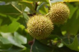 Green Platanus Orientalis Seeds for Planting