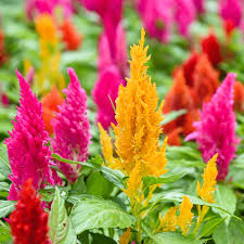 Plumed Flower Seeds for Vibrant Garden Planting
