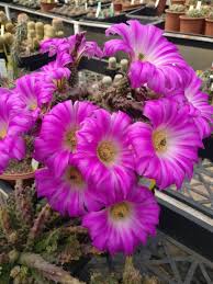 Wilcoxia Poselgeri Seed for Planting  Seed for Flourishing and Lush Greenery in Your Garden