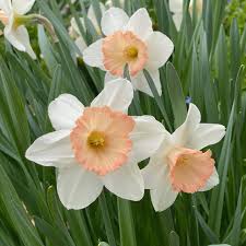 Baby Pink White Daffodil Flower Seeds for Planting – Heirloom NonGMO Organic Garden Seeds – Shade Tolerant High Germination
 
 Sale