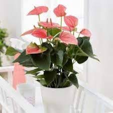 Cream Pink Anthurium Flower Seeds for Easy Planting
