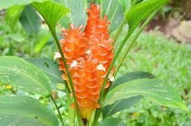 Curcuma Orange Flower Planting Seeds  Vibrant Garden Color