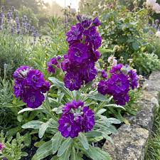 Violet Matthiola Flower seeds for Planting - Sun Loving, Heirloom & GMO Free Seeds for Home Garden