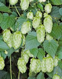 Pale Green Humulus Lupulus Seeds for Planting – Heirloom NonGMO Organic Garden Seeds – Hardy Variety High Germination
 
 Sale