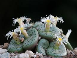 Green Conophytum Obcordellum Flower seeds for Planting - Perfect for Borders, Heirloom & GMO Free Seeds for Home Garden