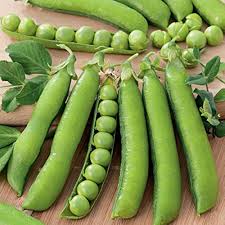 Sugar Ann Snap Pea Planting Seeds